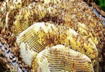 割蜜如何防止蜂王出逃 具体怎样操作