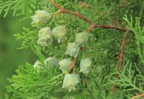 柏子是什么树的种子