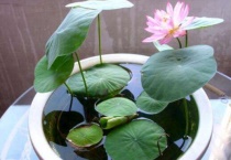 水培碗莲不放土只用水会开花吗？