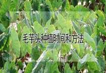 毛芋头种植时间和多久？