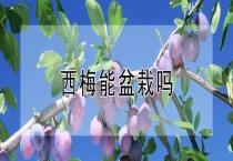 西梅能盆栽吗？
