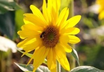 向日葵幼苗叶子发黄是什么原因？