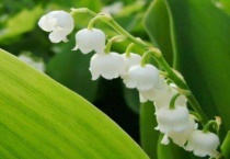 铃铛花几点开放