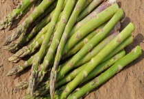 芦笋什么季节吃 附芦笋种植条件