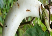 茄子发白是什么原因？