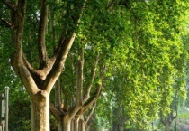 梧桐树开花吗？