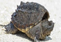 小鳄龟一年时间可以长到多大 怎样喂食