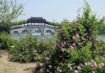 草本和木本的区别？