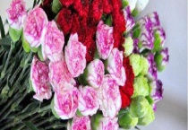 康乃馨耐寒吗？