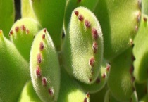 熊爪多肉的繁殖方法 附其生长环境要求