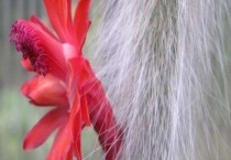 猴尾柱烂根怎么办？