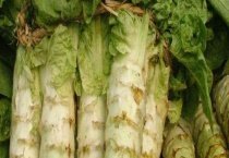 北方莴笋种植时间和多久？