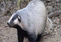 狗獾子是几级保护动物 如何饲养