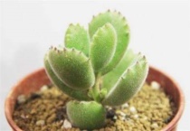 熊童子有臭味吗？