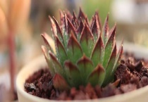 天南星科观音莲叶子发黄下垂 附养护多久？