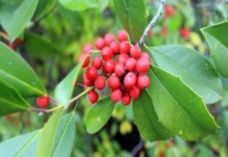 冬青能养多久？