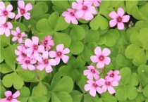 炸酱草的种植多久？