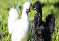 乌鸡的公鸡外貌有哪些 有什么营养价值