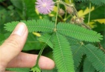 含羞草是直根还是须根