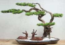 下山桩崖柏多久才算活