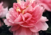 中国的国花是什么？