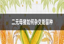 二元母猪如何杂交能留种