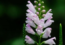 龙头花与假龙头花区别？