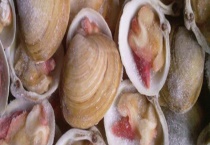 北极贝可不可以生吃 有什么生活习性