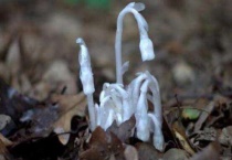 什么植物不需要阳光