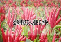 盆栽辣椒怎么施肥长得快