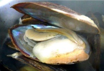 河蚌有没有寄生虫