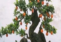 金弹子结果需要几年 怎样繁殖