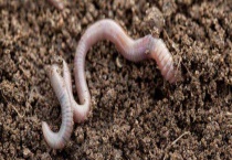 蚯蚓的销售渠道有哪些 他们都用来干嘛