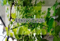 葡萄树秋天可以移栽吗？