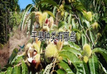 干果种类有哪些？