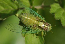 蝉可以吃什么蔬菜