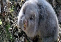 竹鼠主要有哪些种类 这些竹鼠都有什么特点