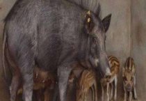 现在养殖野猪有销路吗？野猪养殖赚钱吗？