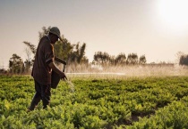 复合肥施肥后要浇水吗？