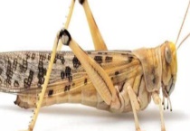 沙漠蝗虫能吃吗？能进入中国吗？