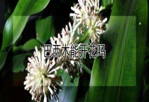 巴西木能开花吗？