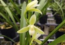 百合第二年还能开花吗？