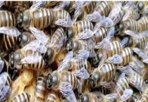 中蜂合群最安全的方法 详细如下