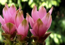 姜荷花烂根怎么办？