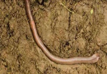 关于蚯蚓的资料有哪些？蚯蚓的常见种类有哪些？