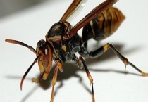 黑盾胡蜂的毒性大吗 黑盾胡蜂的典型特征是什么？