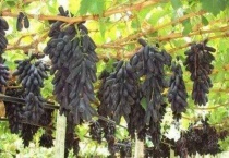 极早熟葡萄新品种有哪些？