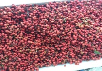 麻椒和花椒的区别？ 详细介绍