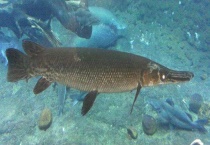 鸭嘴鱼是不是保护动物 附其相关介绍