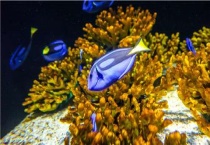 热带鱼好养吗？